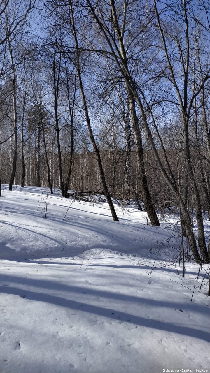 Сибирский лес в последний день марта. Ч. II (фото 5)