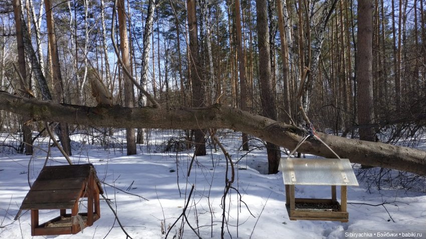 Сибирский лес в последний день марта. Ч. II
