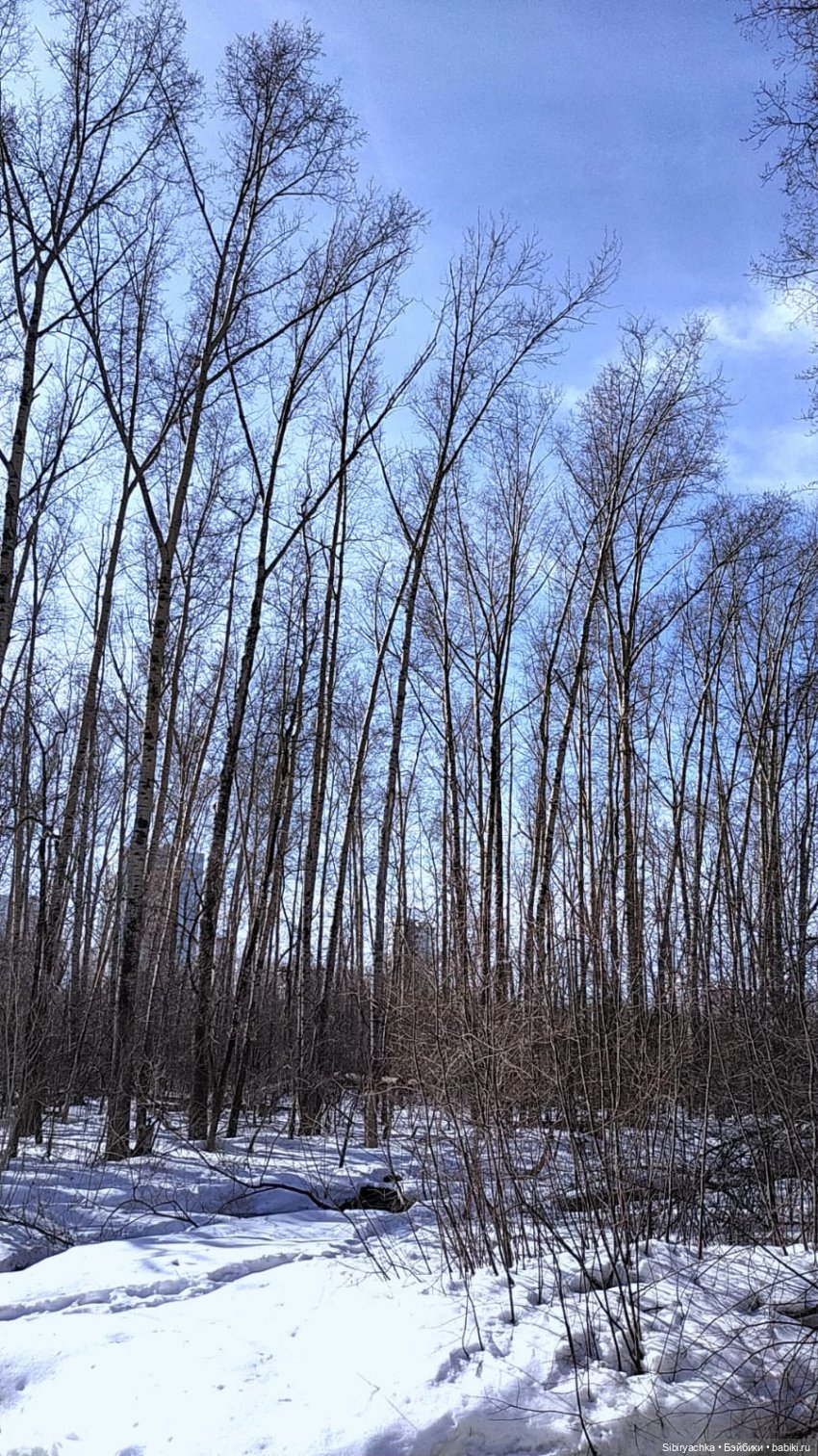 Борьба зимы с весной в роще | Бэйбики Борьба зимы с весной в роще