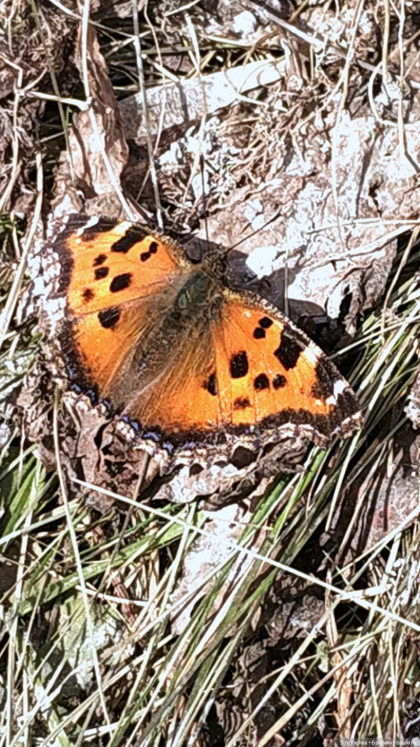 Борьба зимы с весной в роще | Бэйбики Борьба зимы с весной в роще