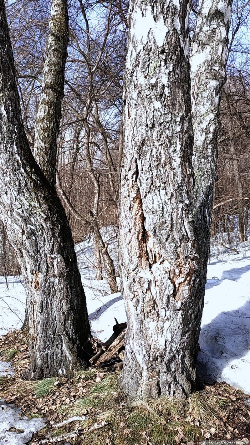 Борьба зимы с весной в роще | Бэйбики Борьба зимы с весной в роще