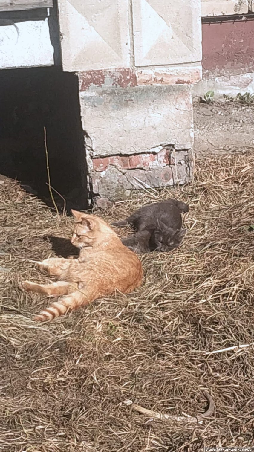 Борьба зимы с весной в роще | Бэйбики Борьба зимы с весной в роще