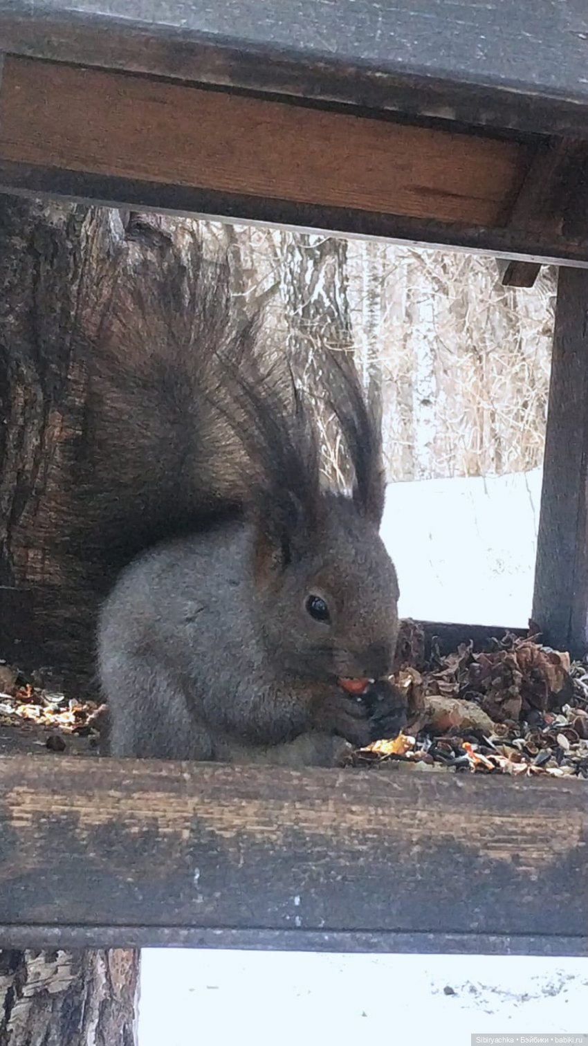 Борьба зимы с весной в роще | Бэйбики Борьба зимы с весной в роще