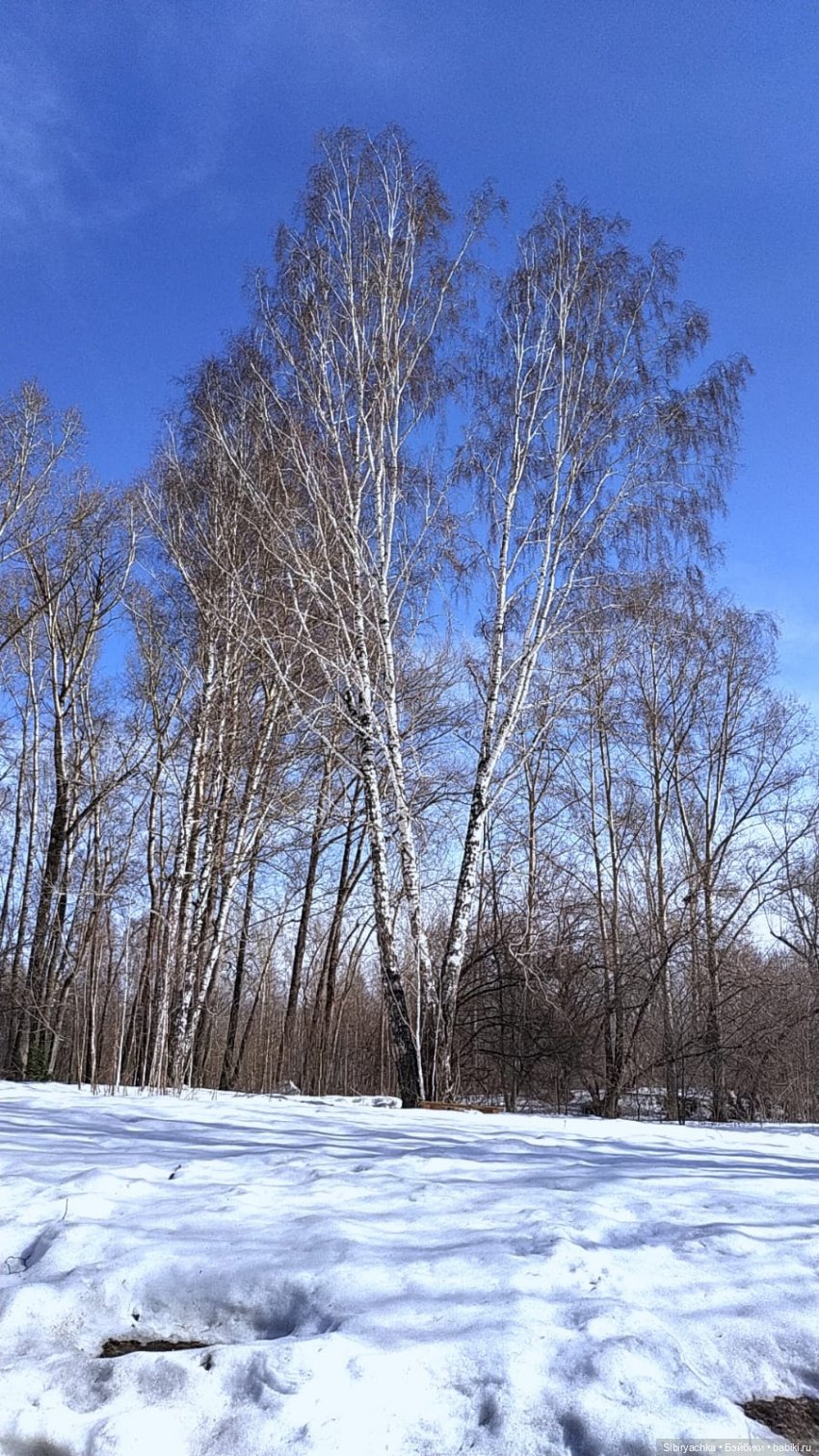 Борьба зимы с весной в роще | Бэйбики Борьба зимы с весной в роще