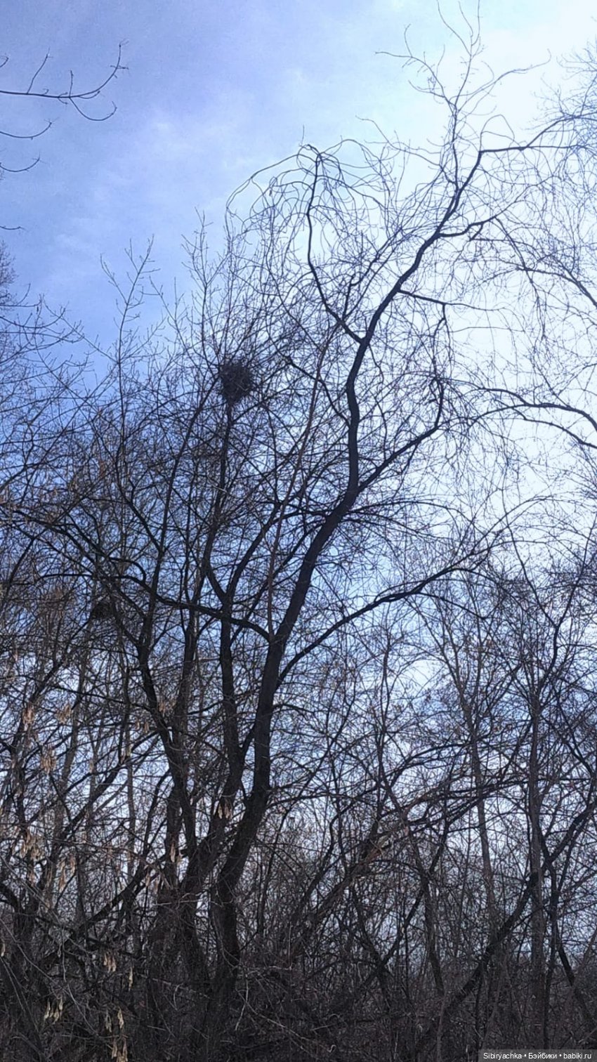 Борьба зимы с весной в роще | Бэйбики Борьба зимы с весной в роще