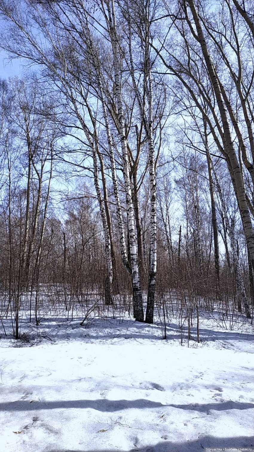 Борьба зимы с весной в роще | Бэйбики Борьба зимы с весной в роще