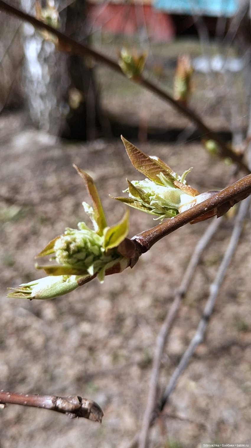 Первая прогулка Аришки — Советские винтажные куклы (СССР): Ленигрушка