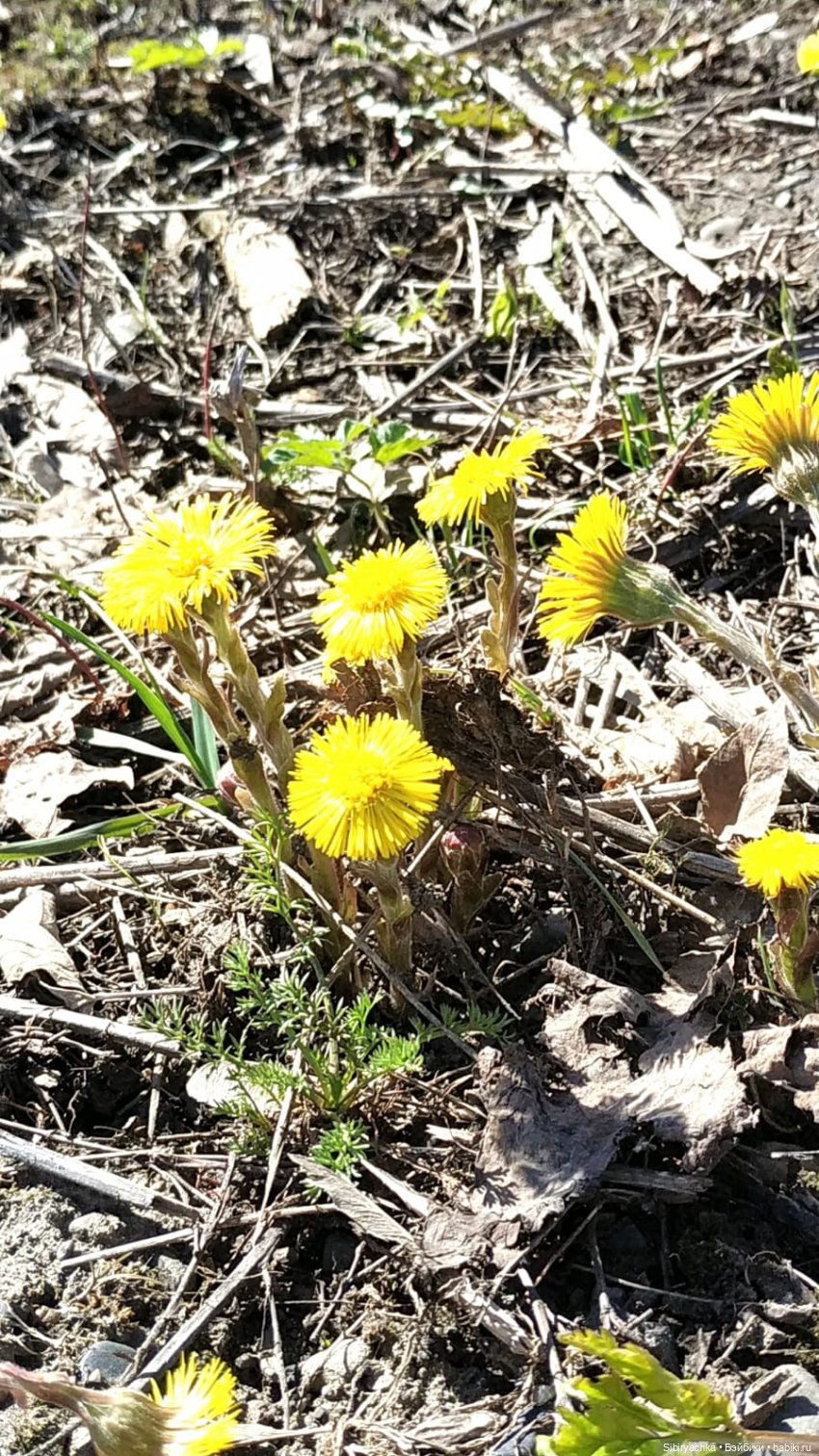 Первая прогулка Аришки — Советские винтажные куклы (СССР): Ленигрушка