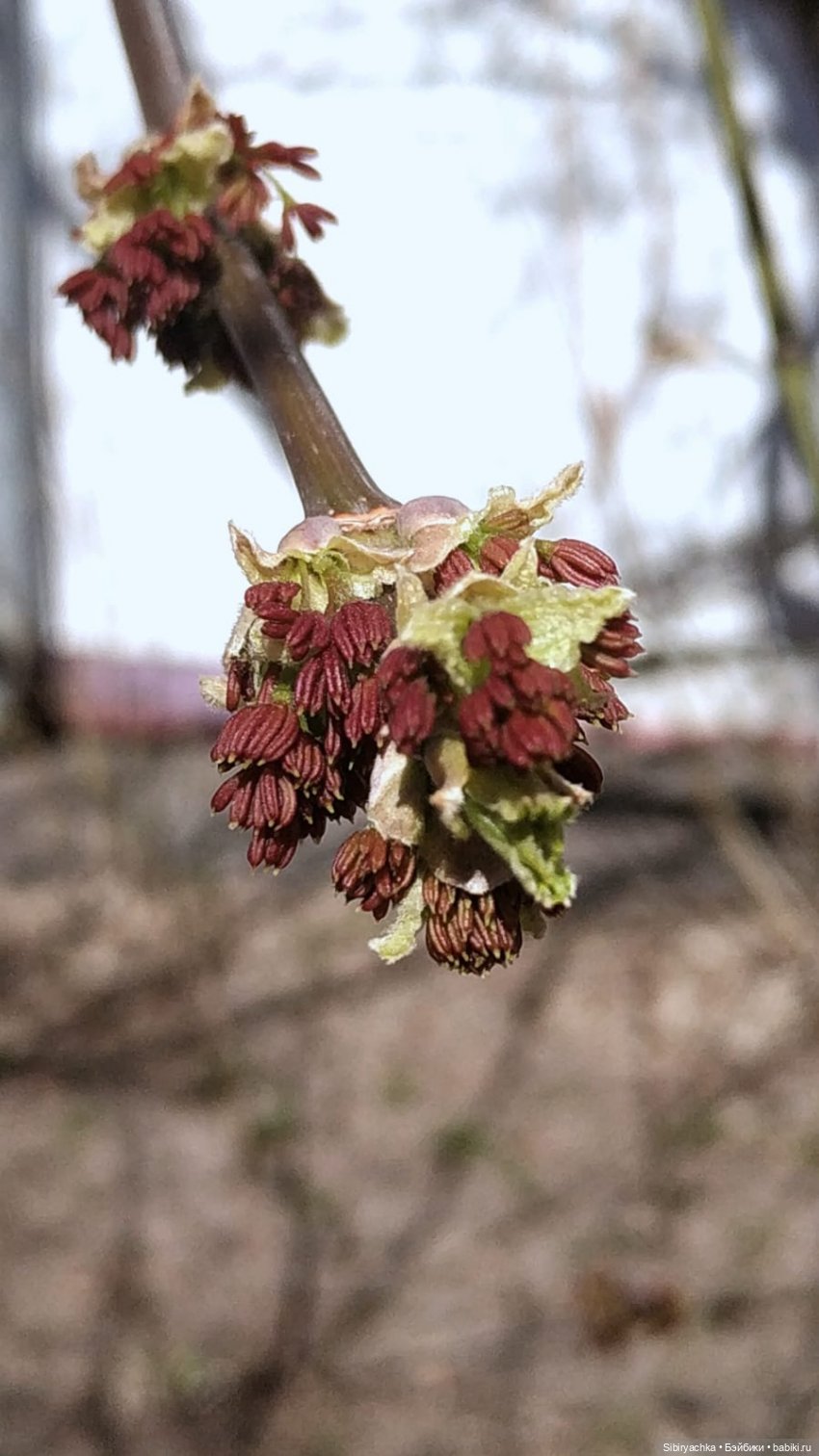 Первая прогулка Аришки — Советские винтажные куклы (СССР): Ленигрушка