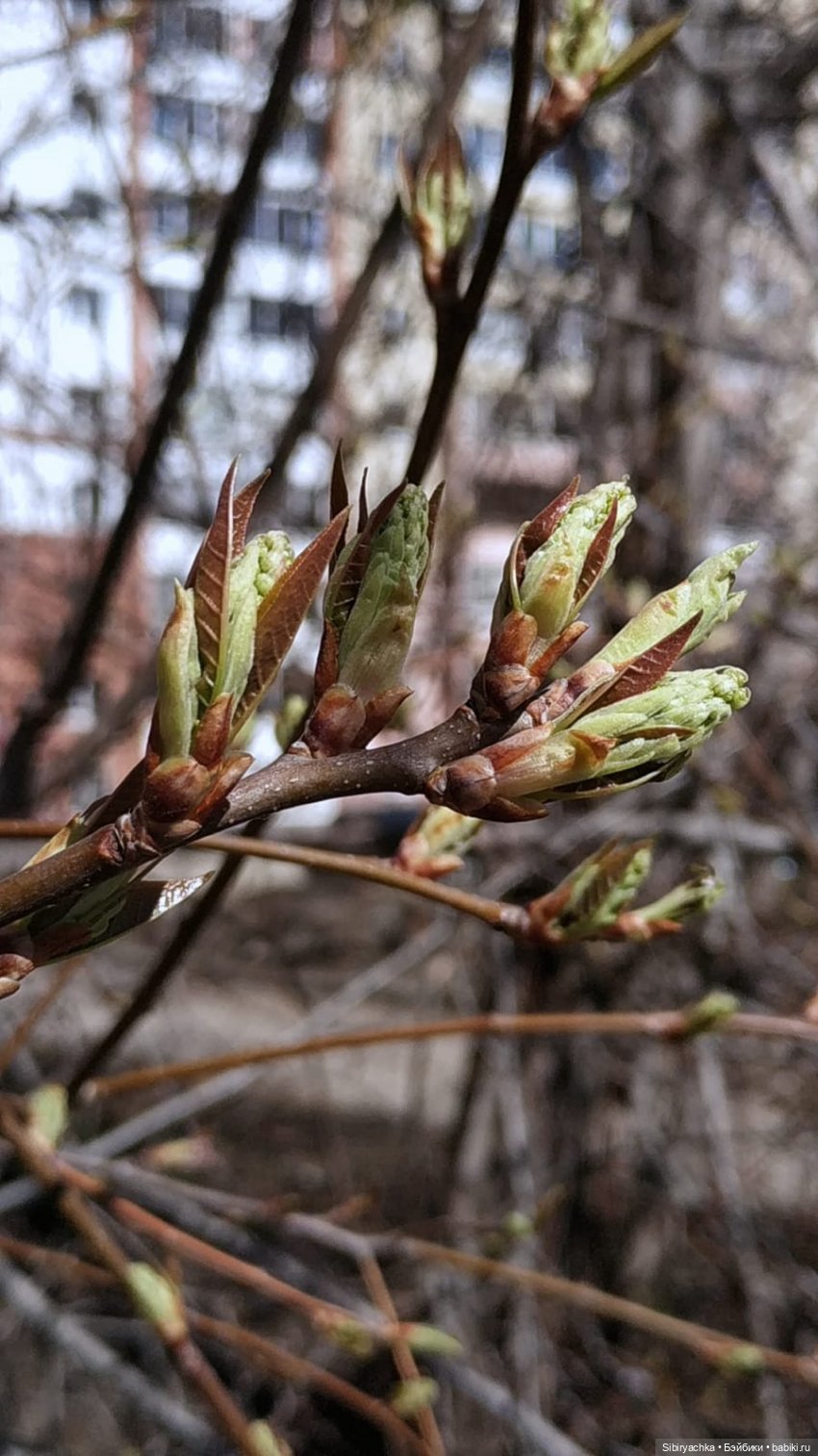 Первая прогулка Аришки — Советские винтажные куклы (СССР): Ленигрушка
