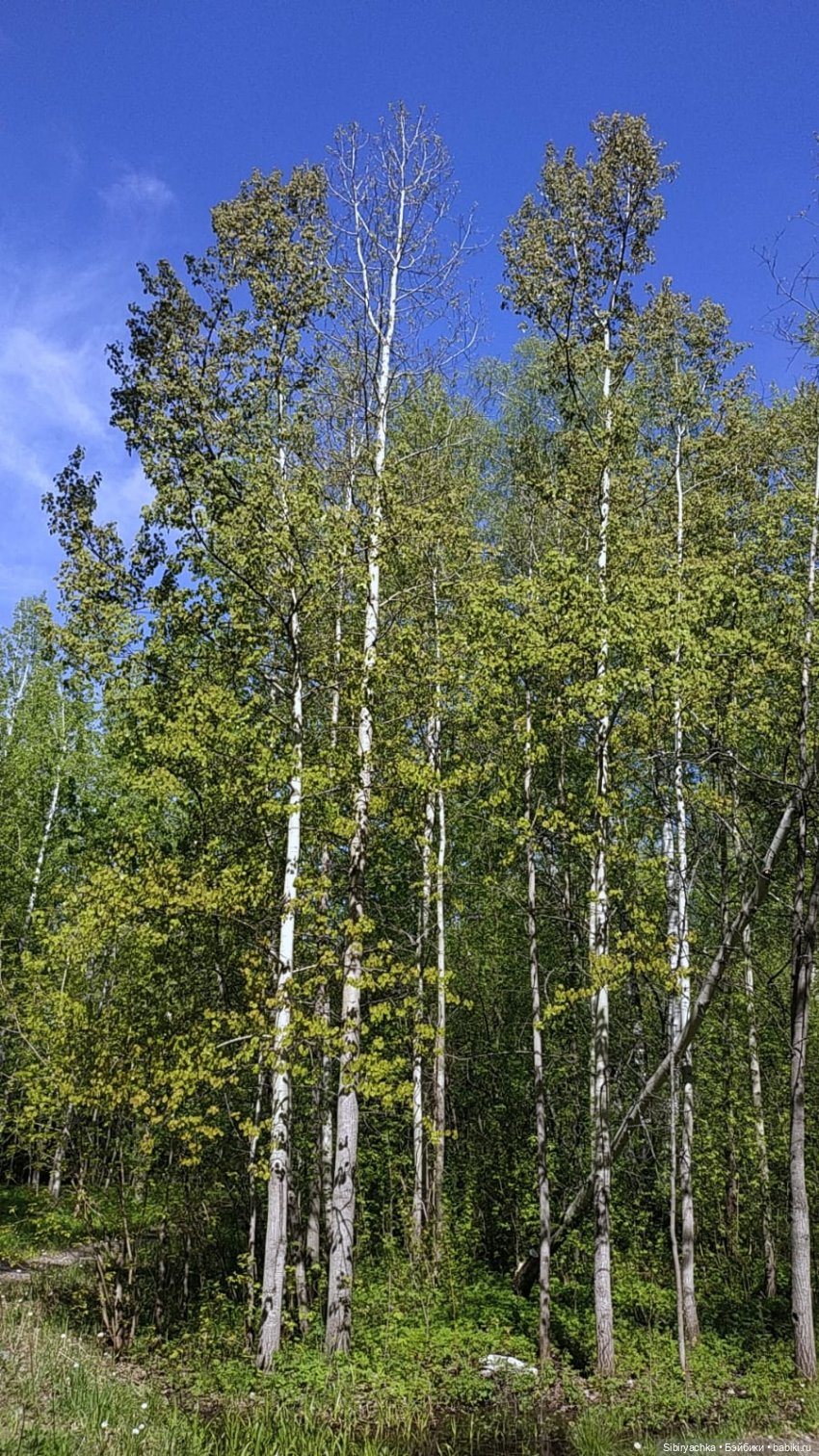 Юляшка и Аришка гуляют в роще (фото 6)