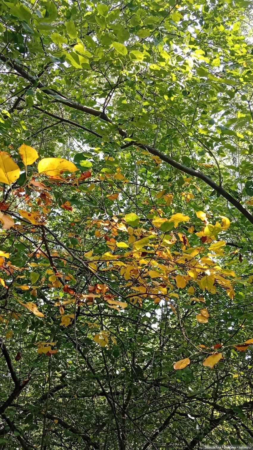 Осень заглянула в лес к Мухоморчику
