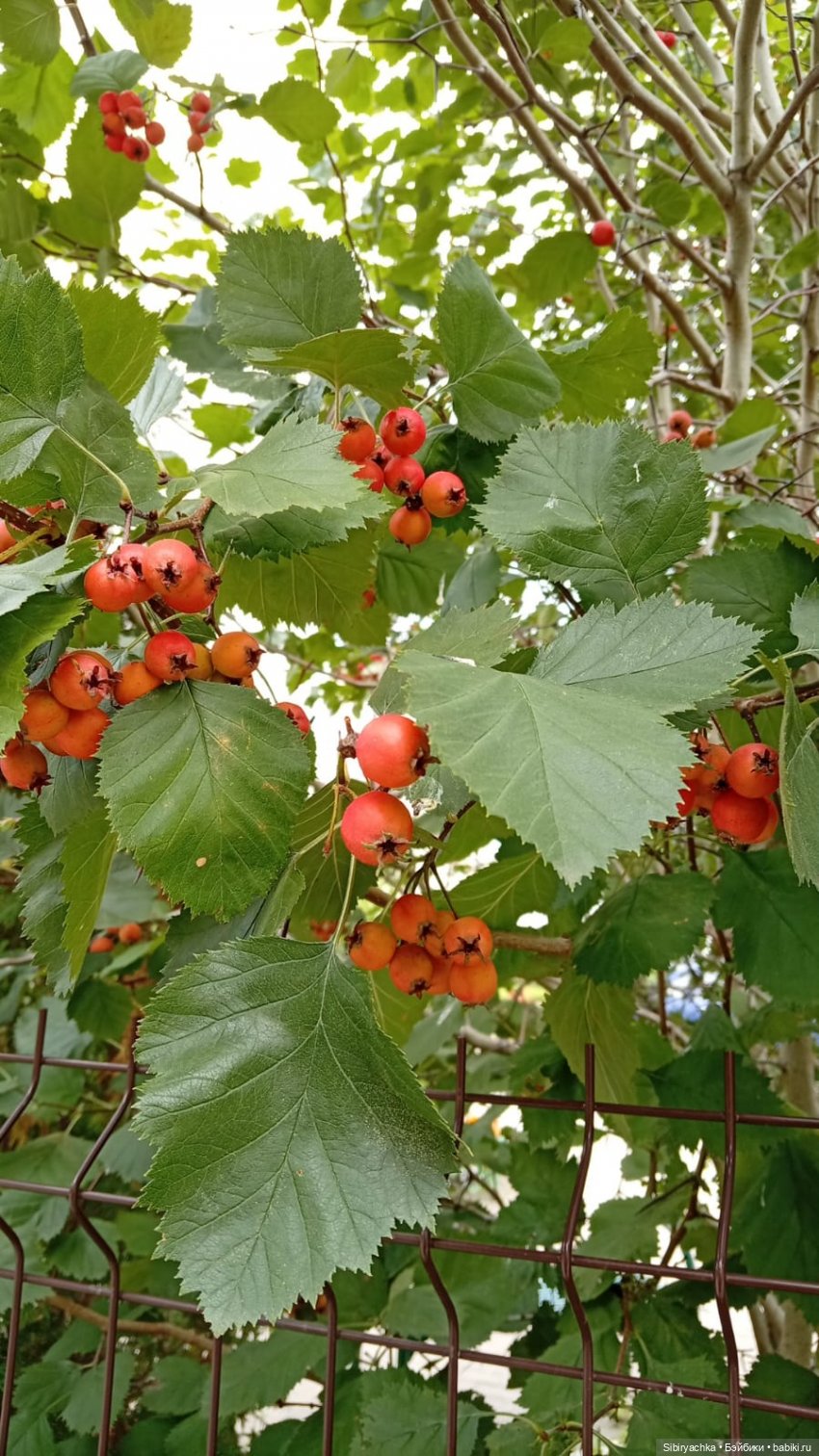 Летняя прогулка с осенними нотками