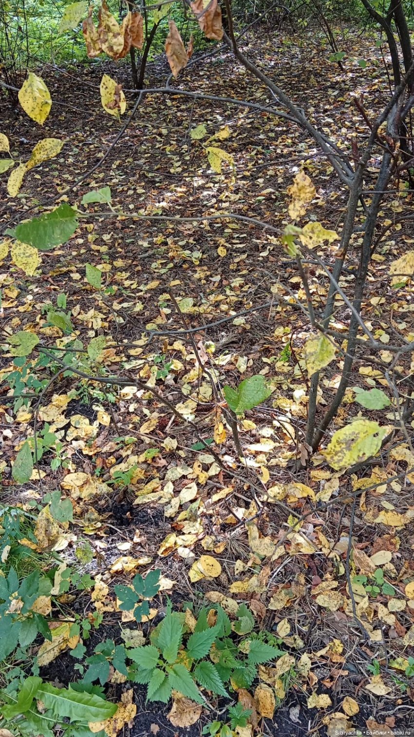 Прогулка Васи в предпоследний день лета. Ч. 2 (фото 10)