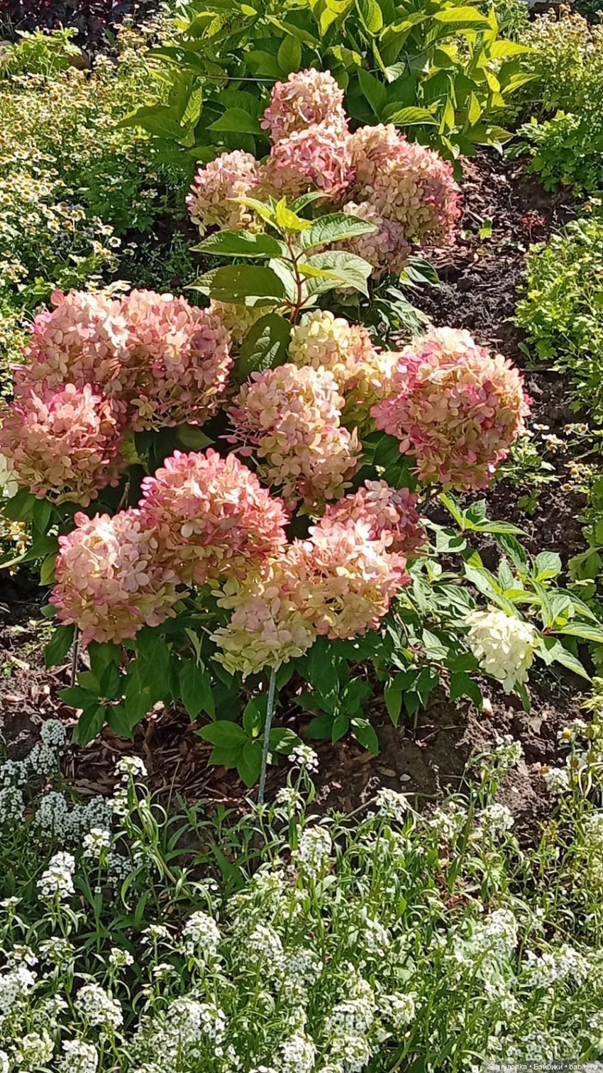 Сентябрь Веты — Советские винтажные куклы (СССР): Ленигрушка (фото 6)