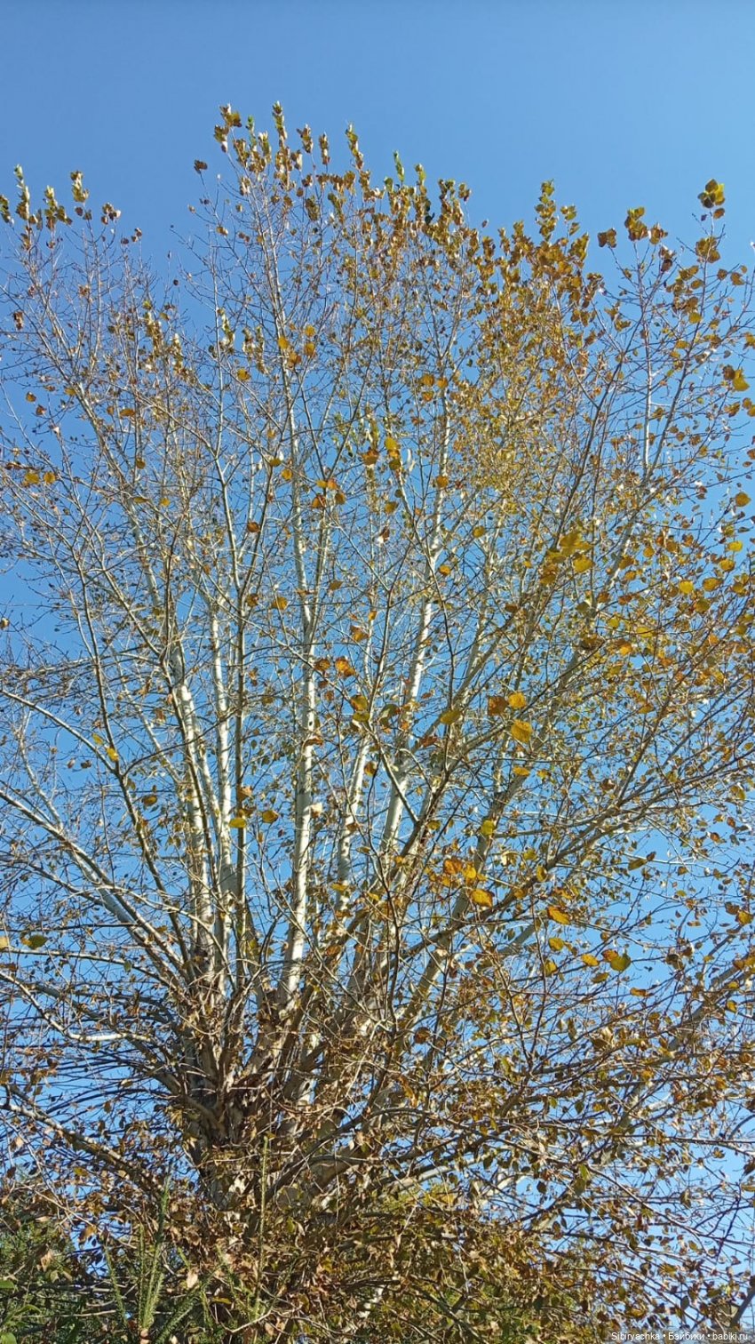 Субботняя прогулка Веты. Ч. 1 (фото 8)