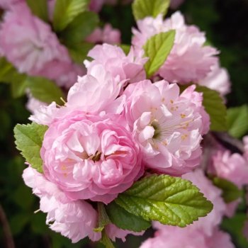 Красота неописуемая