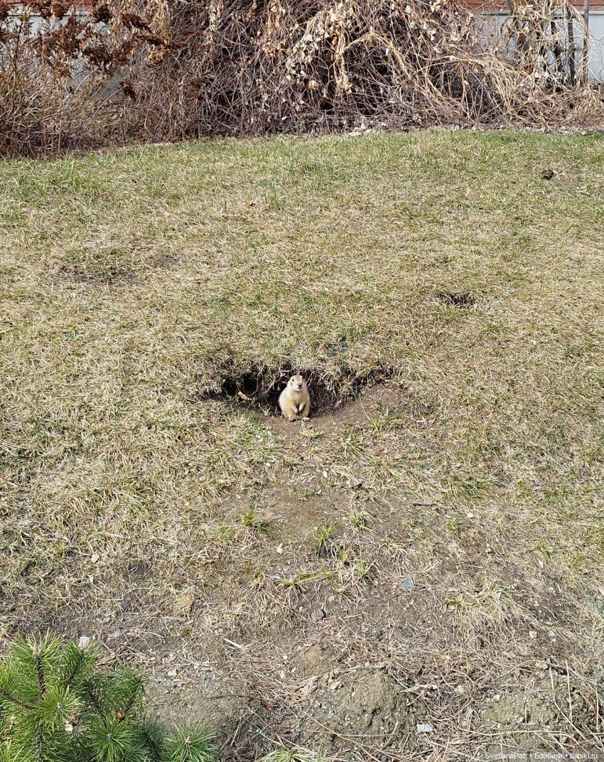 Прогулка Миланы — Коллекции шарнирных (фото 7)