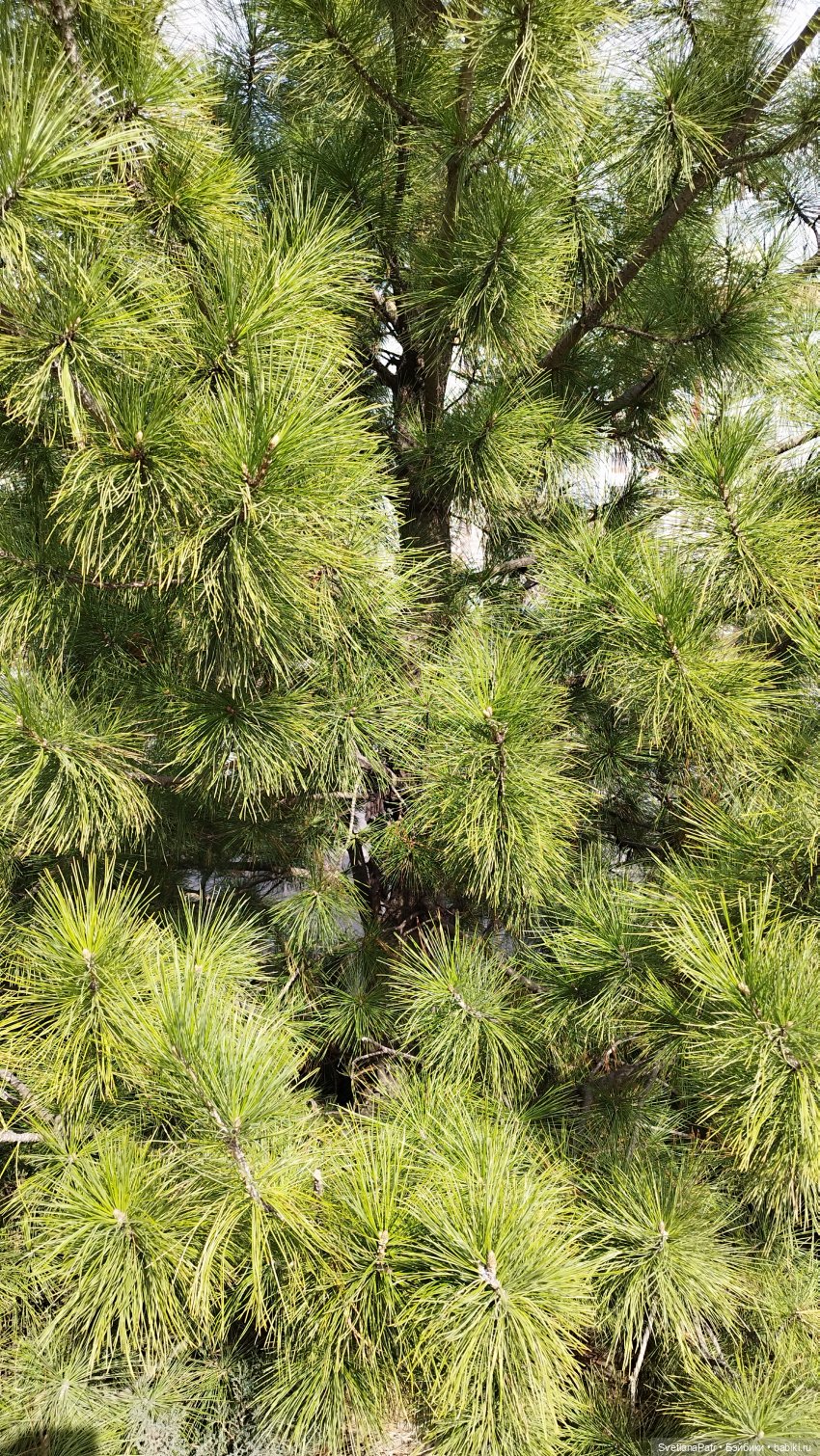 Прогулка Миланы — Коллекции шарнирных (фото 4)