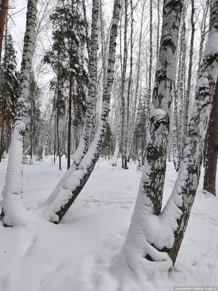 Январская прогулка Вероники (фото 7)
