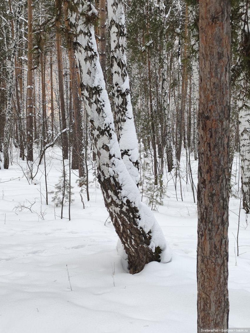Январская прогулка Вероники (фото 10)
