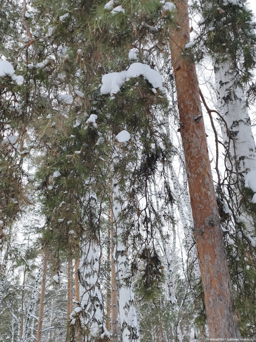 Январская прогулка Вероники (фото 8)