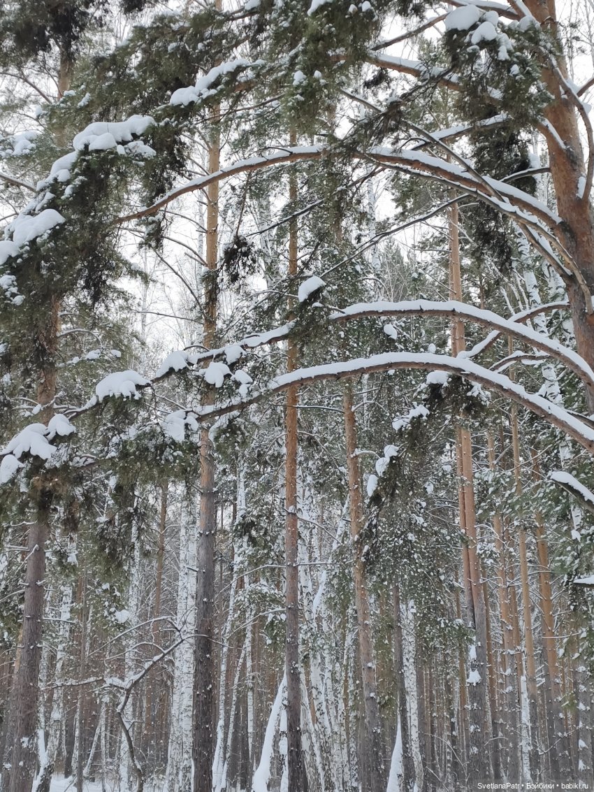 Январская прогулка Вероники