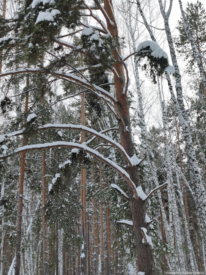 Январская прогулка Вероники (фото 9)