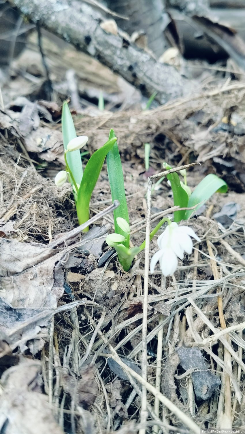 Раз бабка, два бабка — Куклы Mattel (Маттел) разное: Enchantimals