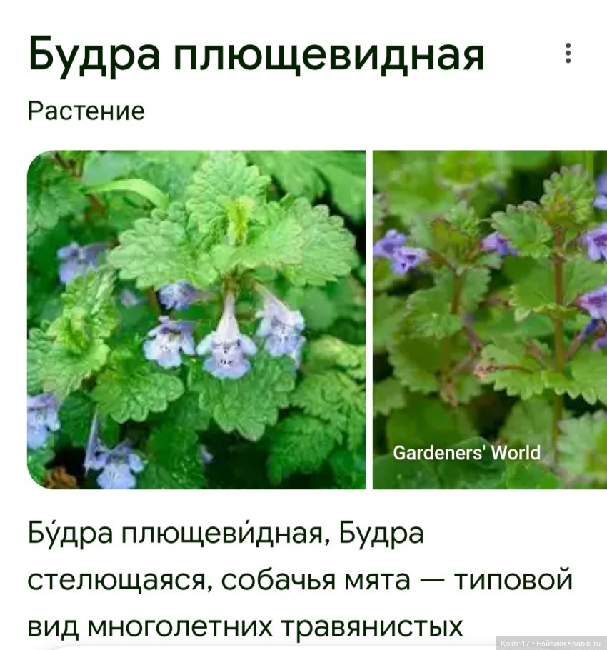 Развлекаю гостей, как могу))) (фото 10)