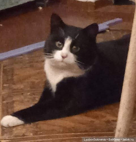 Кто шагает дружно в ряд? Наш мальчишечий отряд