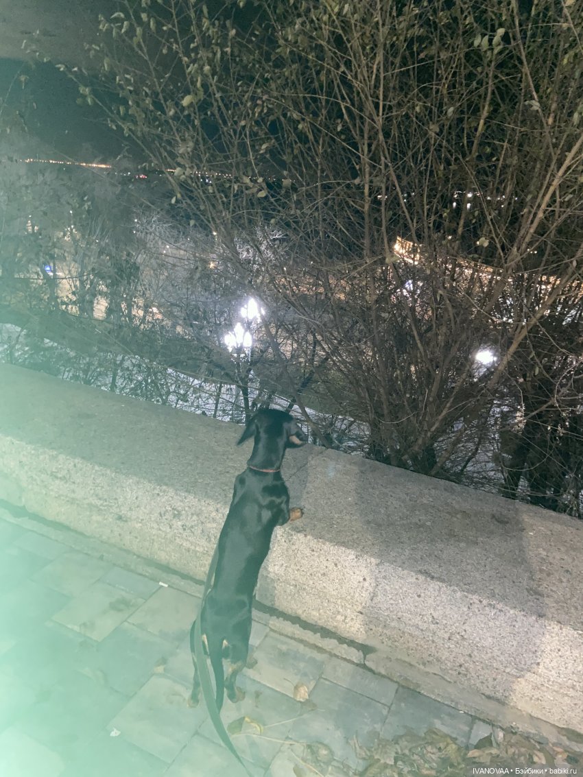 Создание шарнирной куклы. День 26. Передо мной в пакете Дикси лежит отрезанная голова