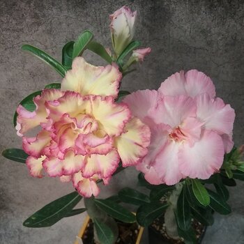 Адениум - роза пустыни!