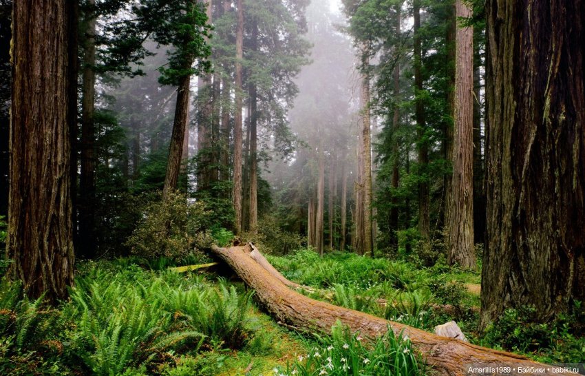 Альтернативная вселенная, инопланетные расы, или мое любимое занятие: продумывание сказочно-фантастических миров…