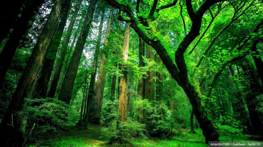 Альтернативная вселенная, инопланетные расы, или мое любимое занятие: продумывание сказочно-фантастических миров…