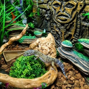 Облагораживала своими руками террариум Эушкам