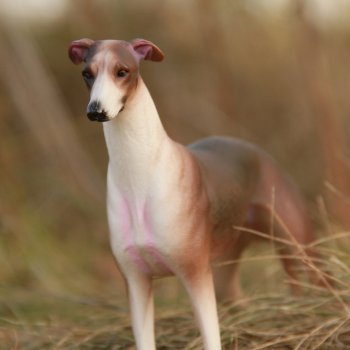 Осень. Грейхаунд