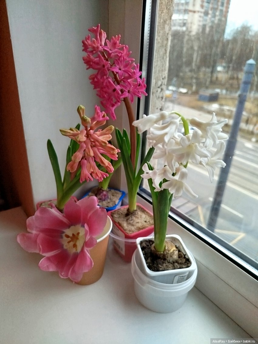 Начало цветения 🌸 | Бэйбики Начало цветения 🌸 — Куклы Paola Reina (Паола Рейна): новинки (фото 10)