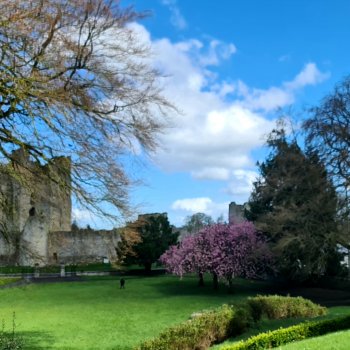 Лео-эмигрант  из Поднебесной, на изумрудном острове