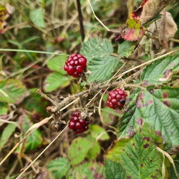 Кто с нами?...