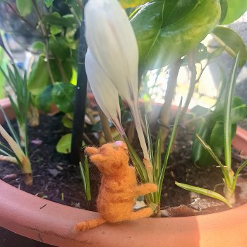 Весна. Коты прилетели