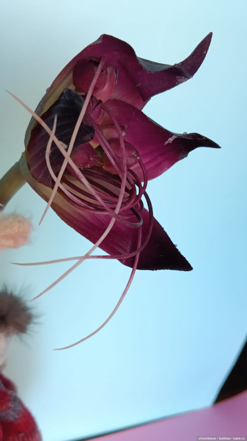 Мои новенькие Мишки и Ложечки Bears & Spoons от Zwergnase