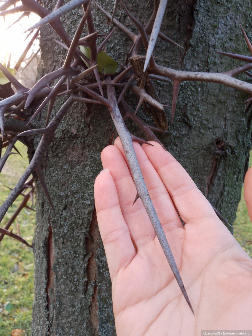 Красная шапочка — Аналоги Барби и куклы 1/6: клоны 90