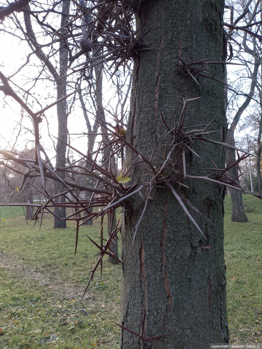 Красная шапочка — Аналоги Барби и куклы 1/6: клоны 90