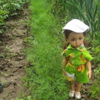 На даче , вот такой укропчик  вырос.