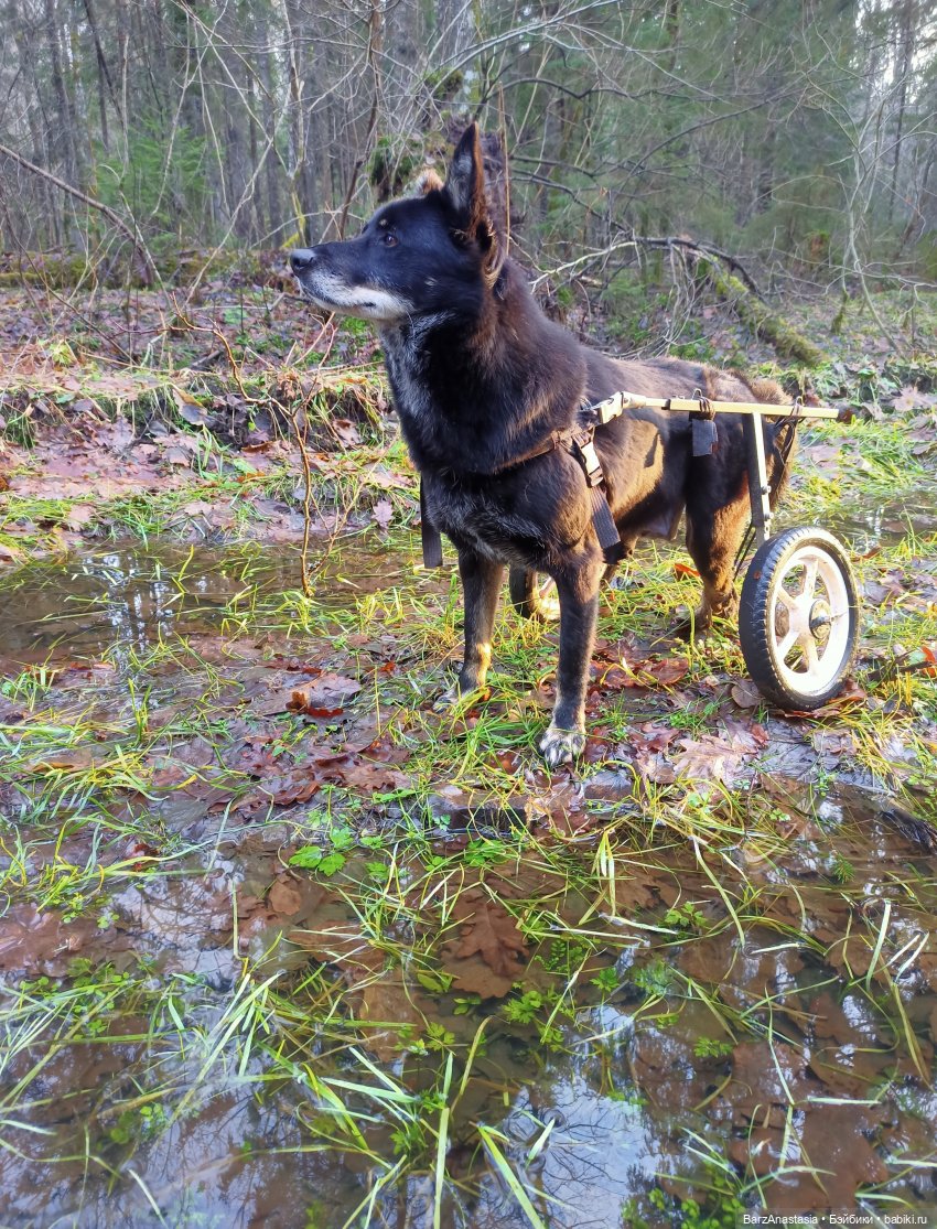 Корзины, корзинки, корзиночки и грибы (фото 4)