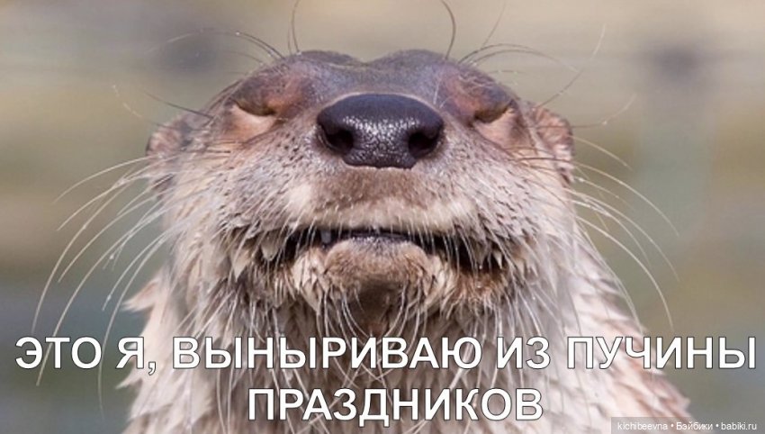 "Да" и "нет" не говори, черный с белым не бери: как наглые девицы на бал собирались