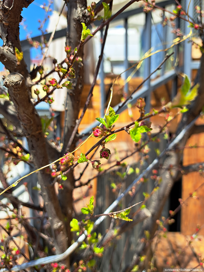 Витамин Це — Коллекционные фигурки (разное): животные (фото 8)