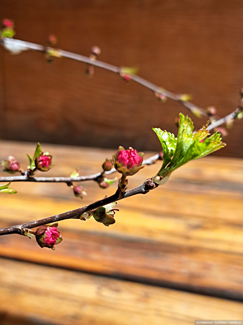 Витамин Це — Коллекционные фигурки (разное): животные (фото 9)