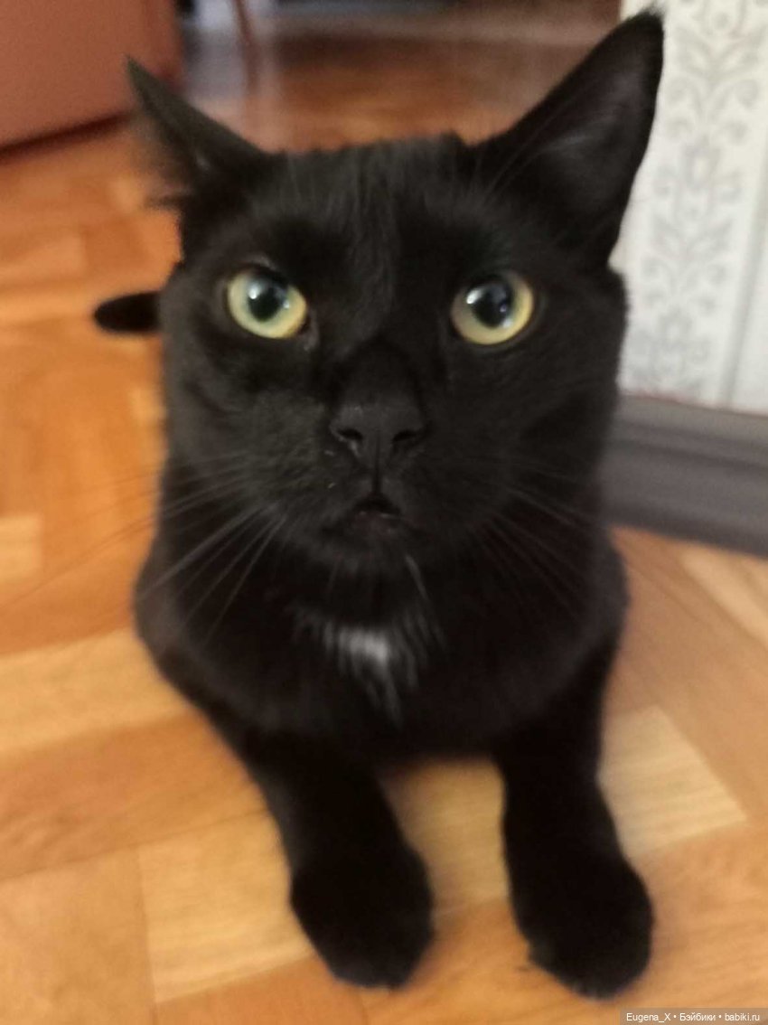 Моя первая Shadow High. Распаковка и впечатления